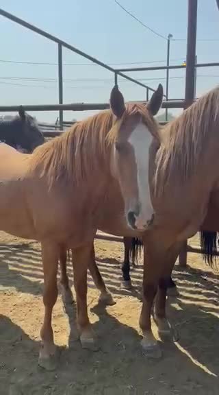 Montana auction Mustangs