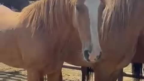 Montana auction Mustangs