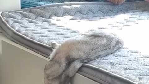 Cute cats sleeping