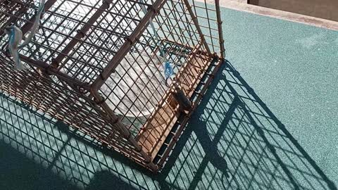 How To Use A Live Trap To Catch Squirrels