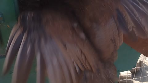 Broody Hen Flying Back To Clutch Of Eggs