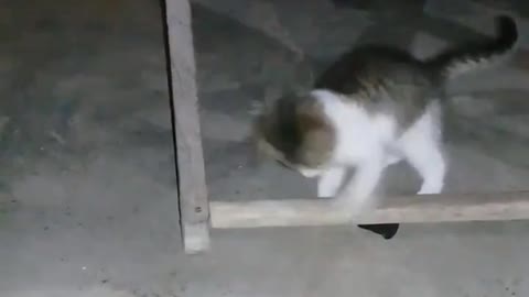 cat playing