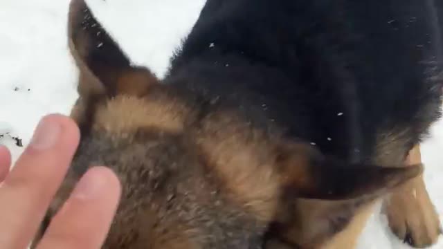 Dog play with snow