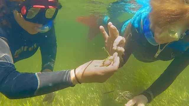 Sylvia Earle wzywa do działań na rzecz ochrony oceanów