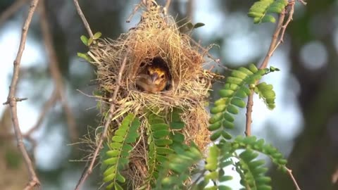 bird home