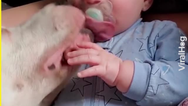 Cute And Funny animals \Try Not To Laugh