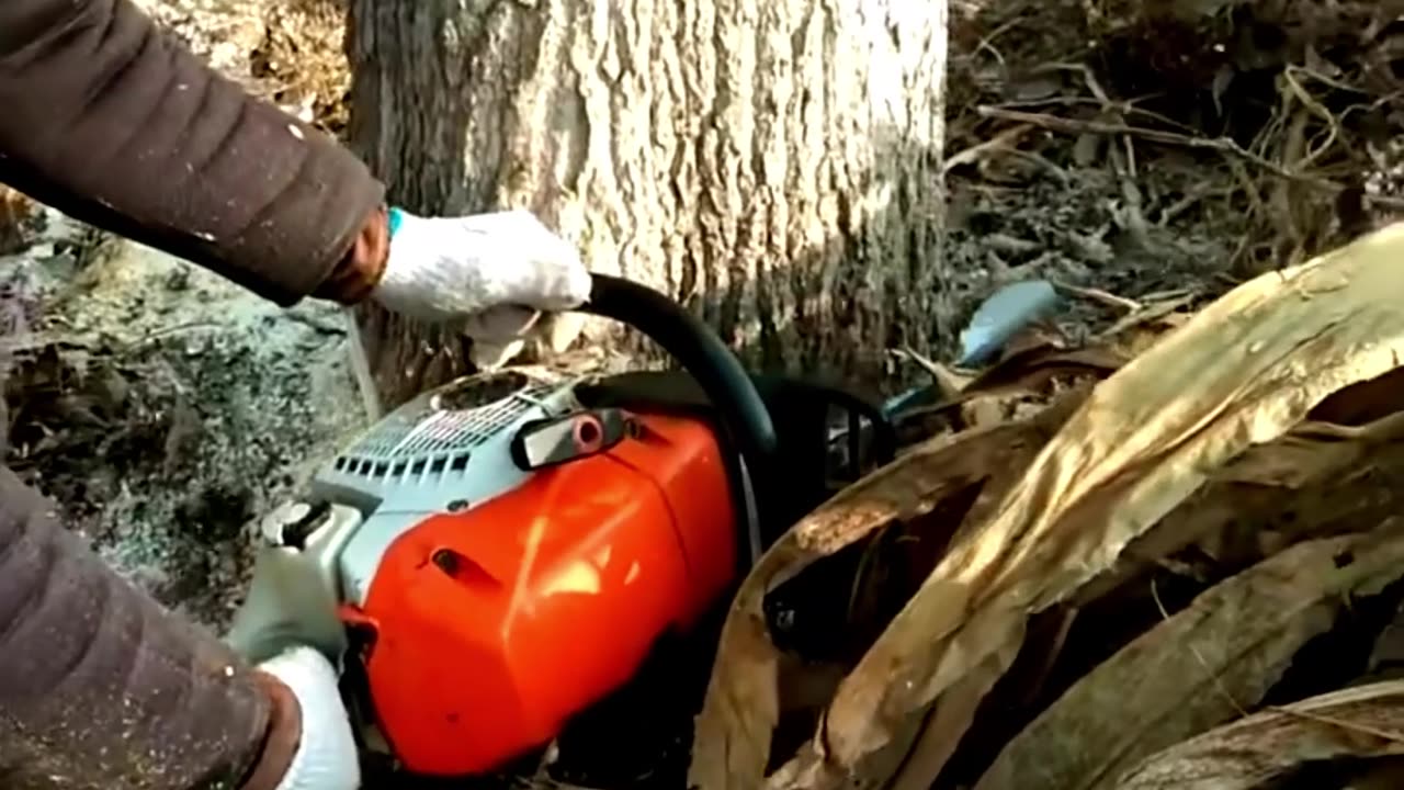 Forest Cleaning Duty: Challenging Tree Cutting6 #shorts #lumberjack #treecutting