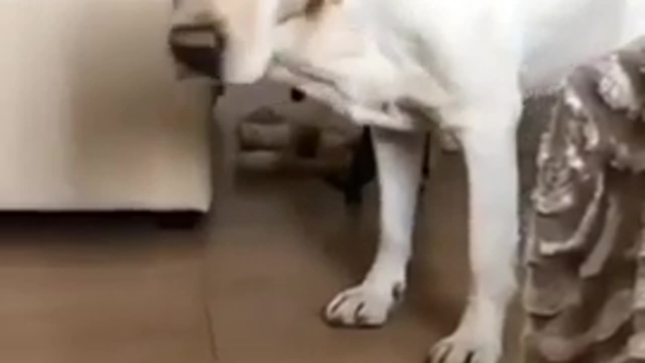 Funny Animal Short