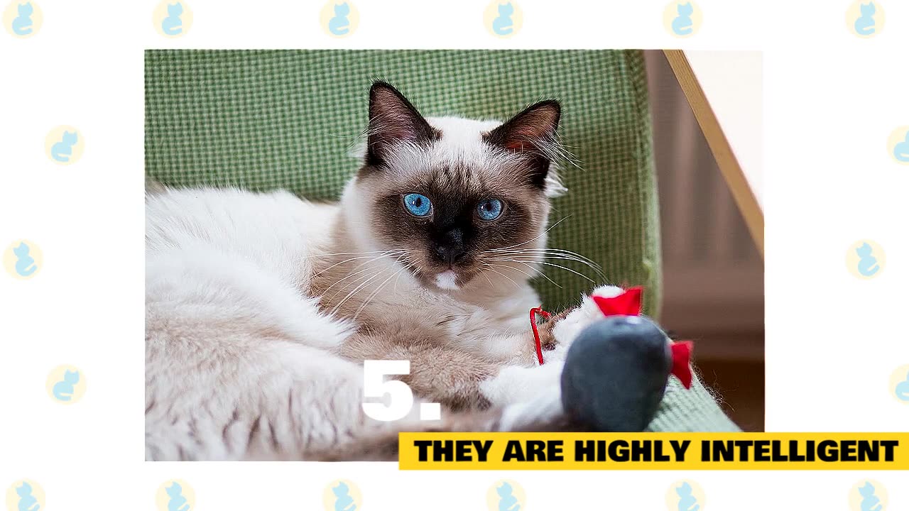 Birman Cats 101 : Fun Facts & Myths