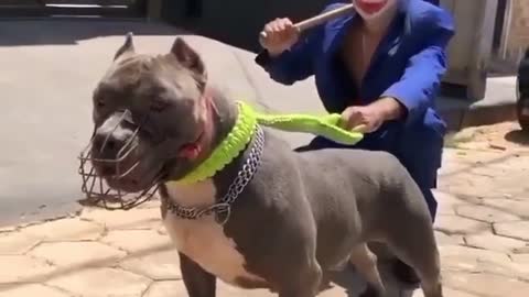 American pitbull dangerous look😳