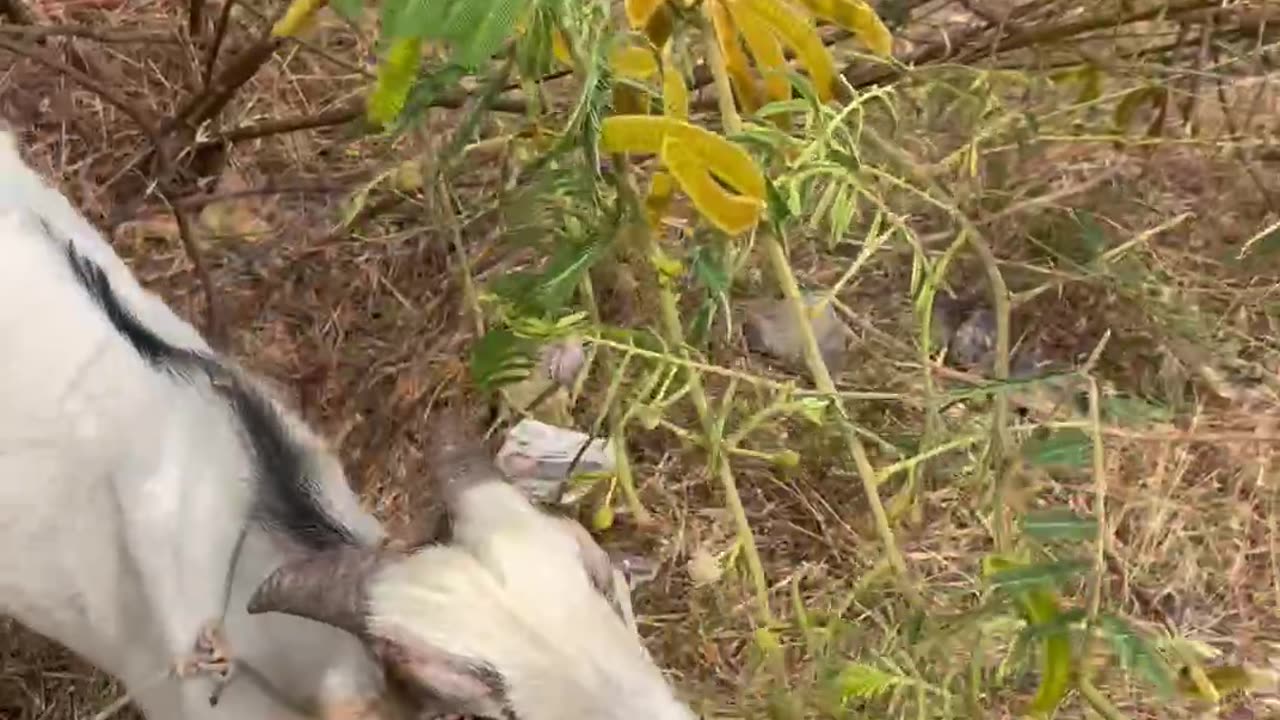 beautiful clip with cute goat