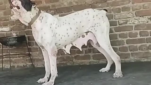 Dog Short Video