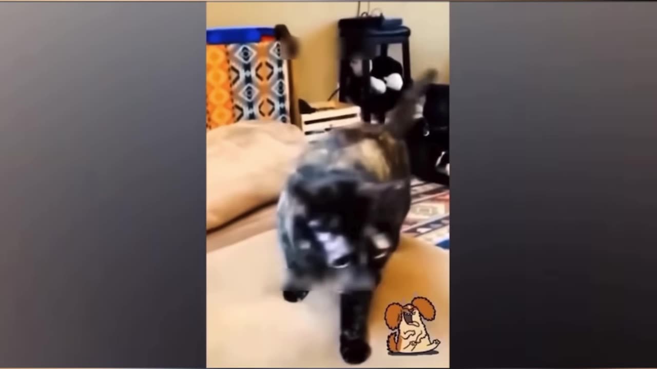 Trending funny animal video😂😂funniest and cutest cats and dogs😅😂😂😂😂