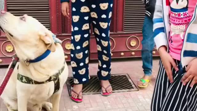 Labrador.