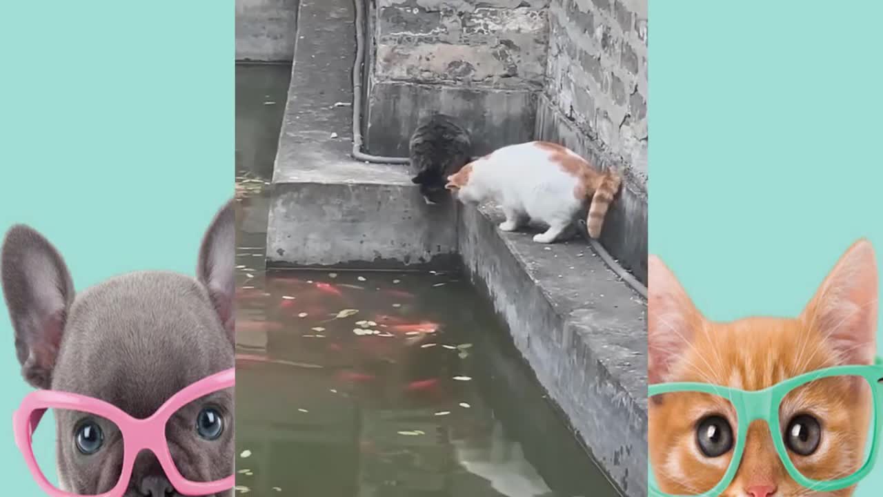 funny and cute animales