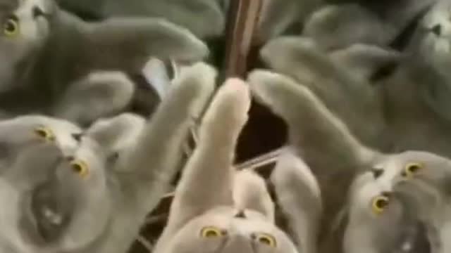 Cat's reaction when it looked in the mirror