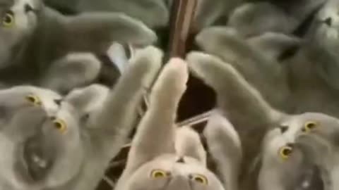 Cat's reaction when it looked in the mirror