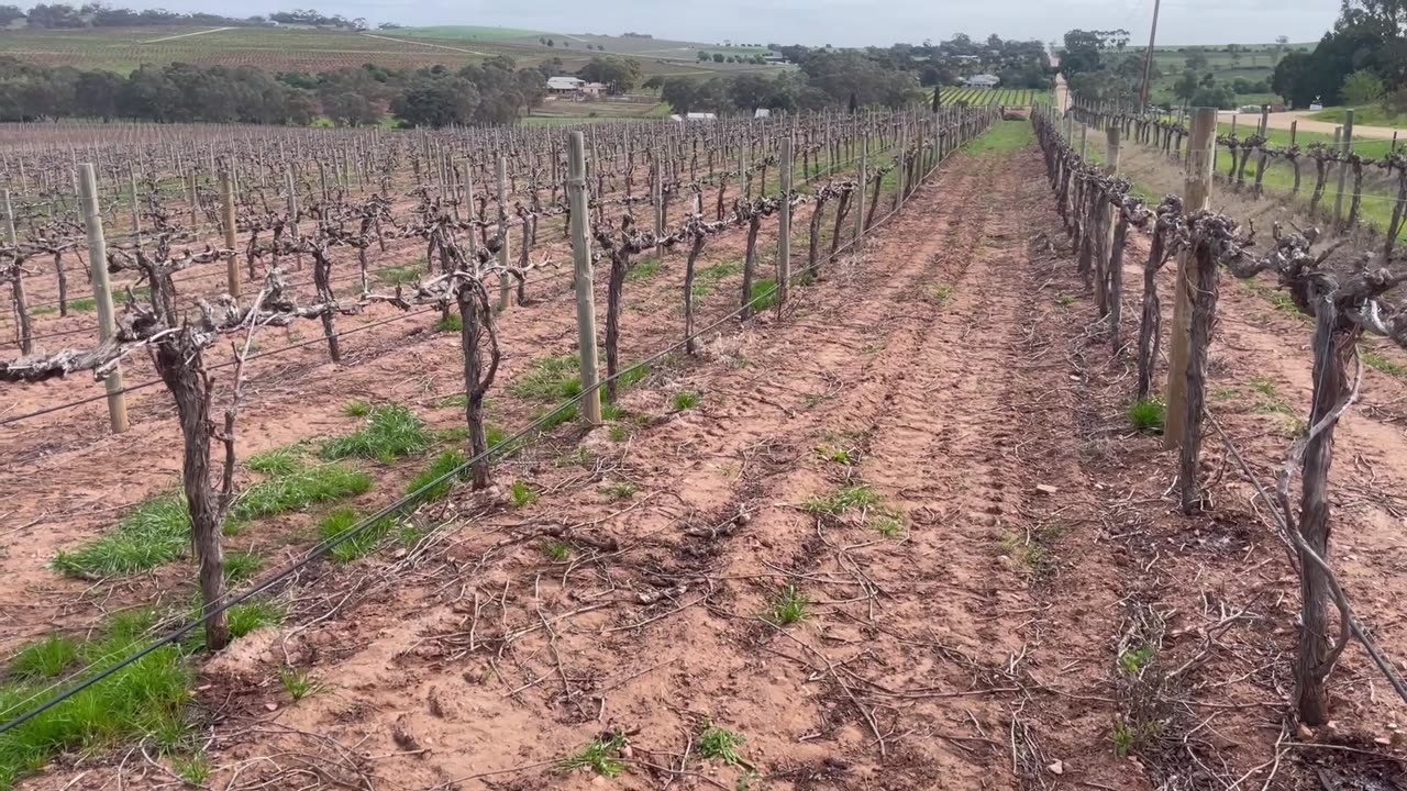 Greenock Creek - Alices Shiraz