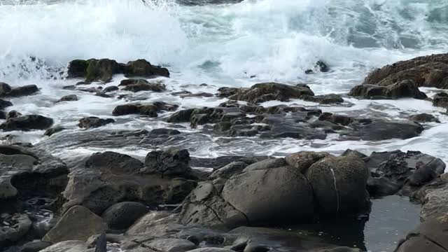 La Jolla sea lion