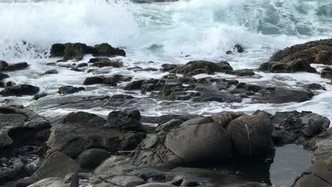 La Jolla sea lion