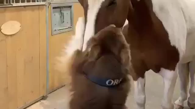 Dog Gives a Hug to Horse.. Happy Father's Day