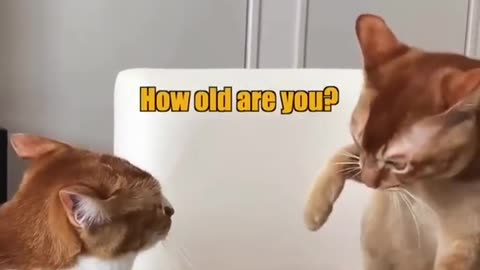 Funny Cats Going Nuts
