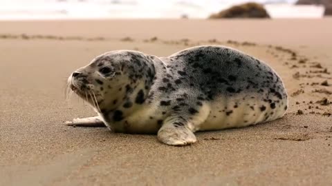 Full HD Cute Penguin and Seal