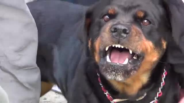 angry dog funny reaction