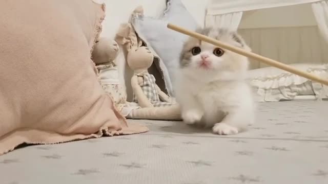 beautiful kittens playing, very cute !!