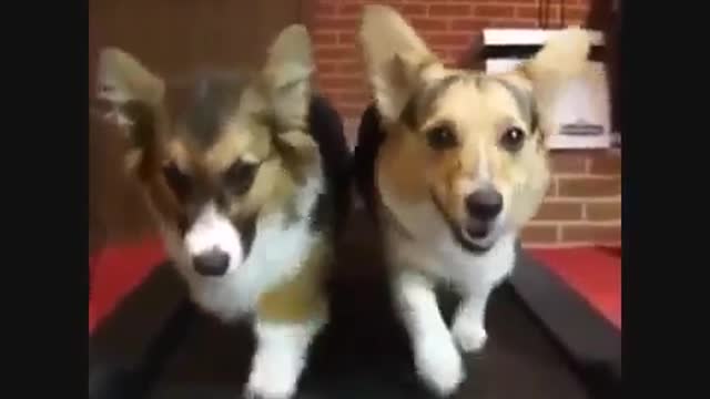 DOGS FUNNY VIDEOS - HILARIOUS VERY FUNNY DOGS VIDEOS