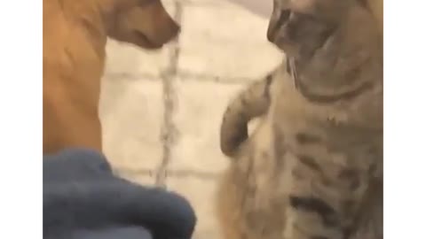 funny animal videos try not to laugh