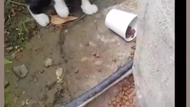 Cat funny video part-25
