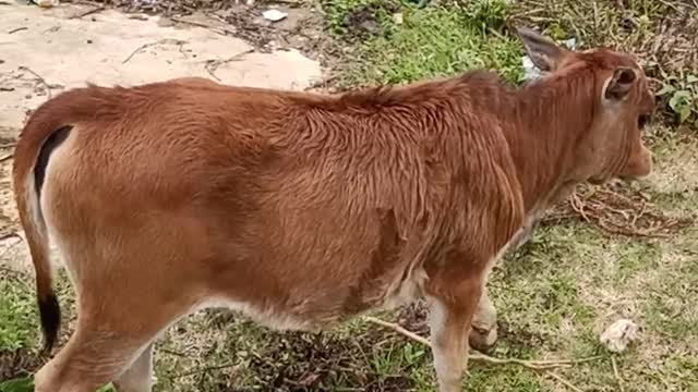 Lovely calf