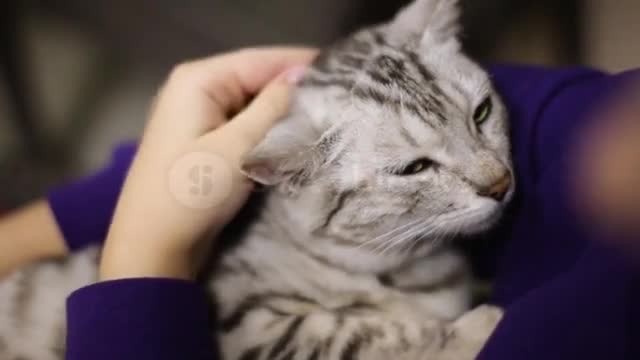 The child strokes a falling asleep gray cat. The cat relaxed. Face of a cat close