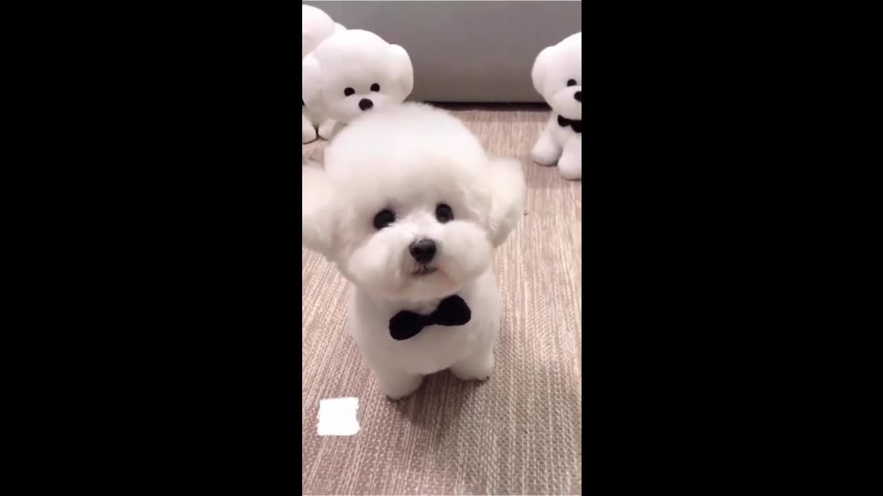 Funny & Cute Puppies :D