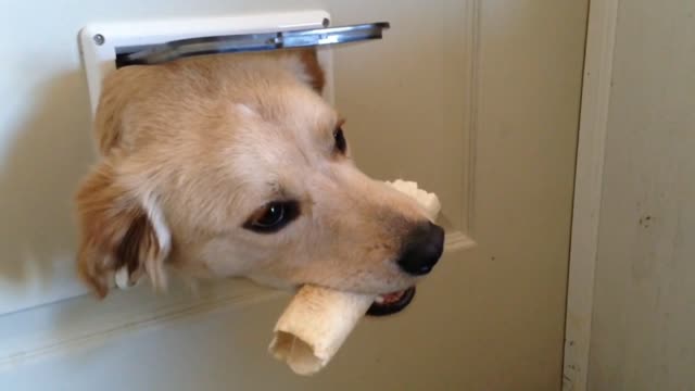 Dogs Popping Through A Kitty Door