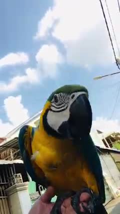 parrot can say