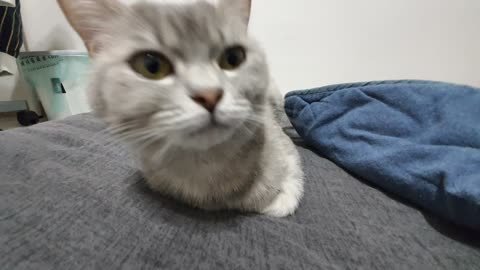 Videos of cats smelling