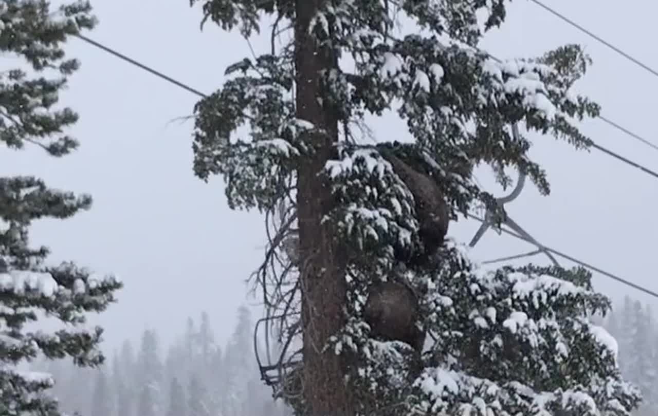 Mother Bear and Cub Spotted by Skiers