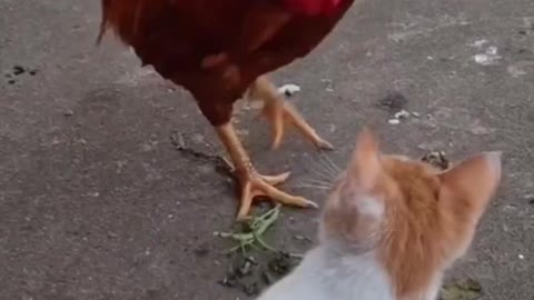 Fight Animal Cat vs Chicken