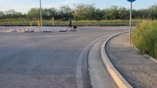 Skateboarding Dog Takes Tight Turn