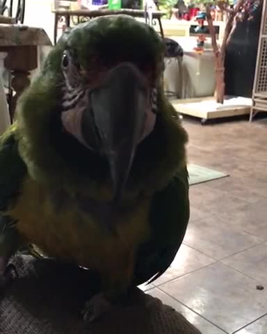Sam the macaw tells Mom all about his week