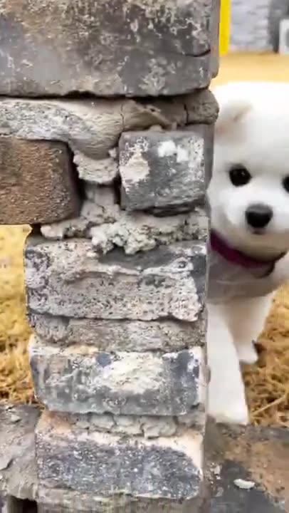 #viral #shorts #viralshorts cute puppy 😃 funny moment