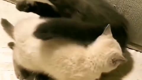 Funny animals short video 17