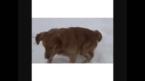 Doggo slips and slide