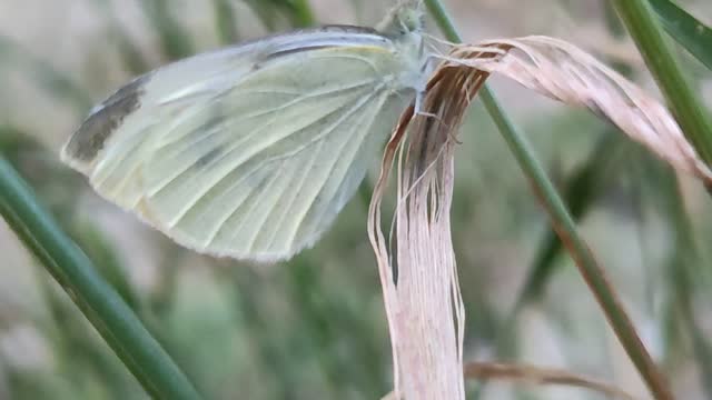 A cabbage white butterfly on a blade of grass