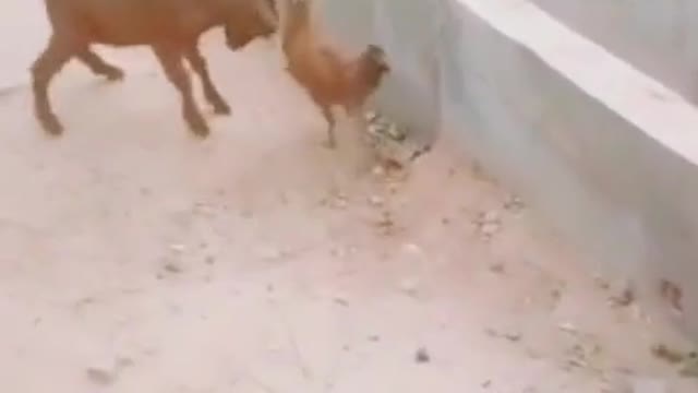 Goat fighting with chicken Funny videos