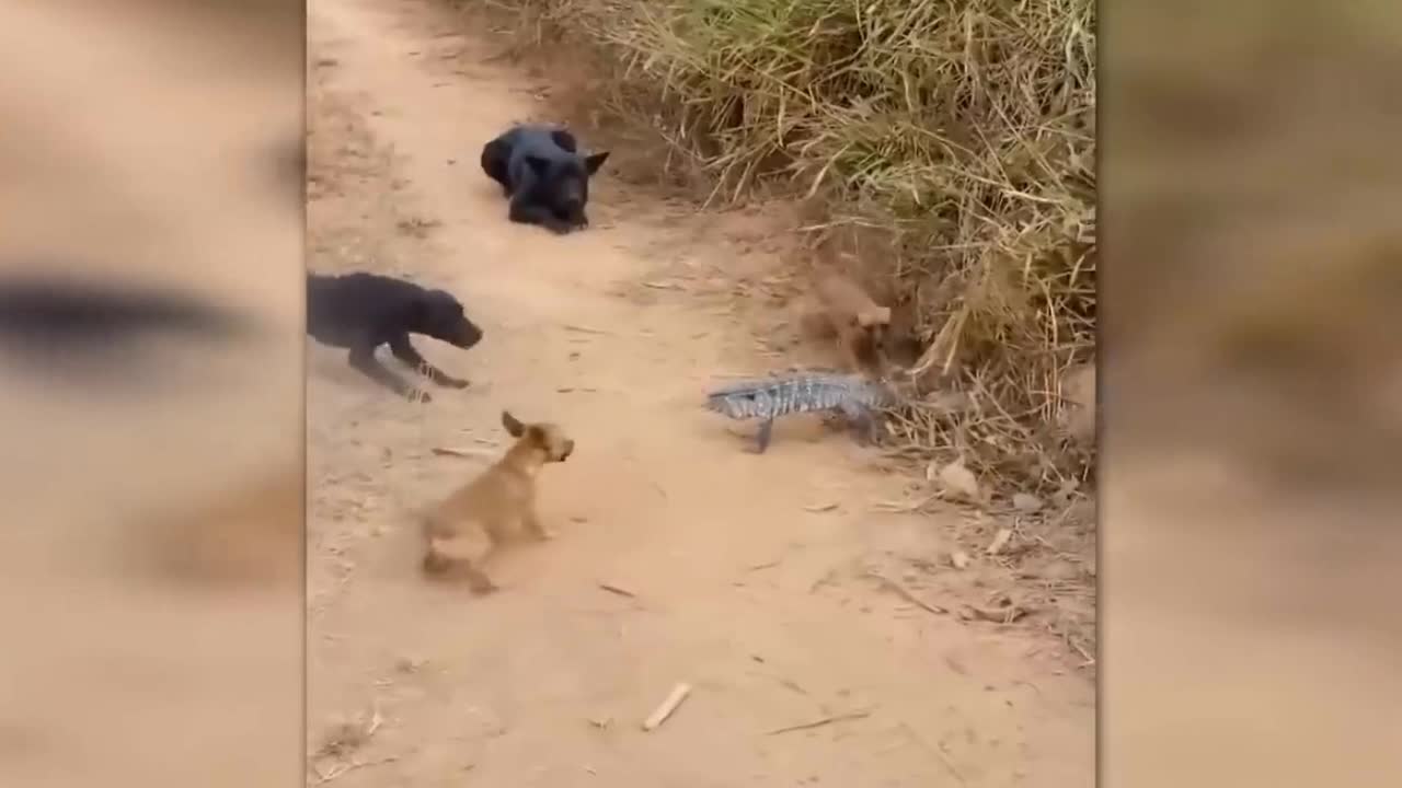 hunting dogs defeated by massive lizard.