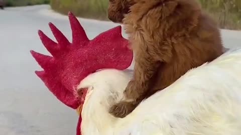 Cute Puppy Has a Best friend