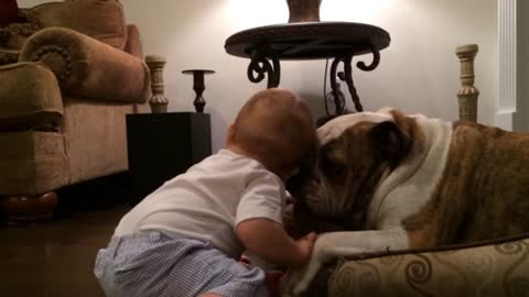 Baby Kisses Bulldog for Christmas